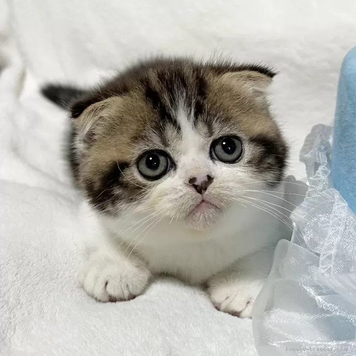 ID：2403-01716の子猫