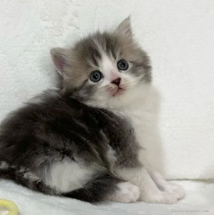 T.T 様のお迎えした子猫