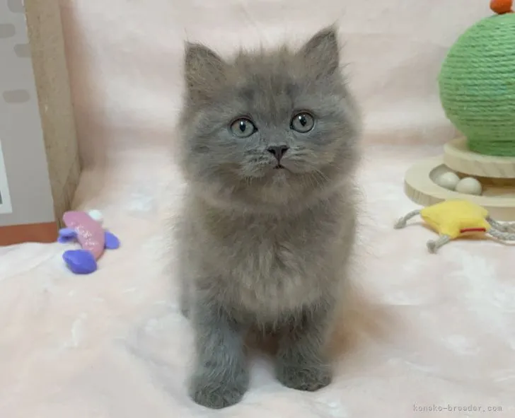 R.A 様のお迎えした子猫