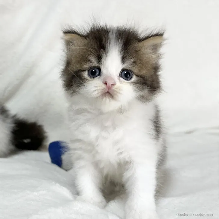 ID：2308-00205の子猫