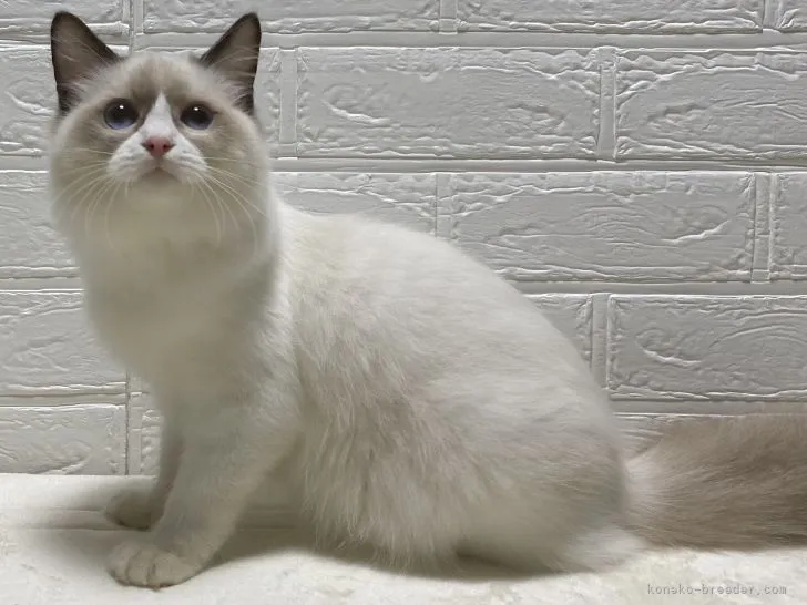 ヒロユキ 様のお迎えした子猫