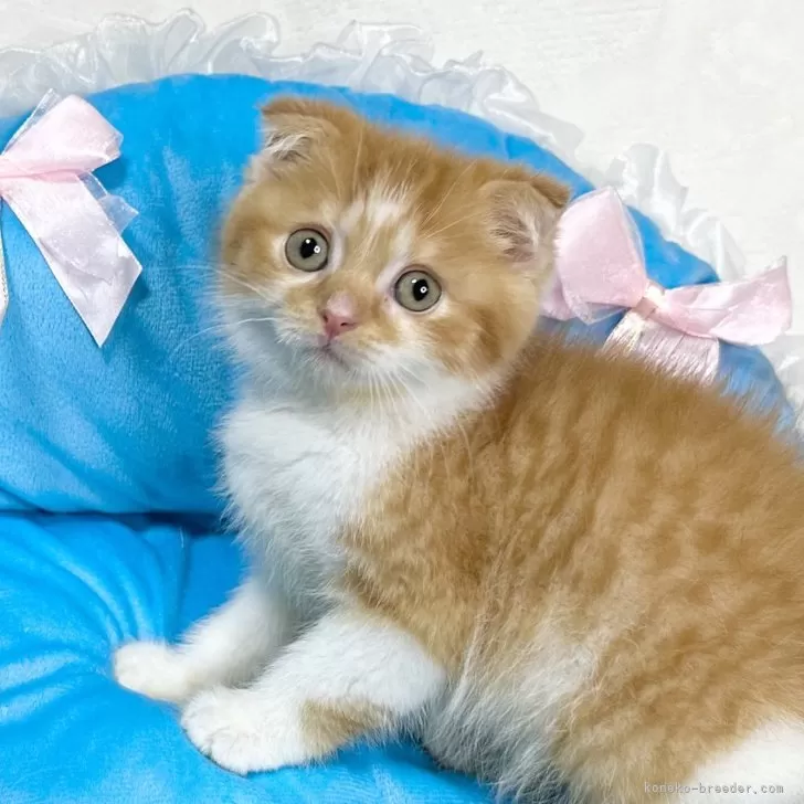 ID：2401-01193の子猫