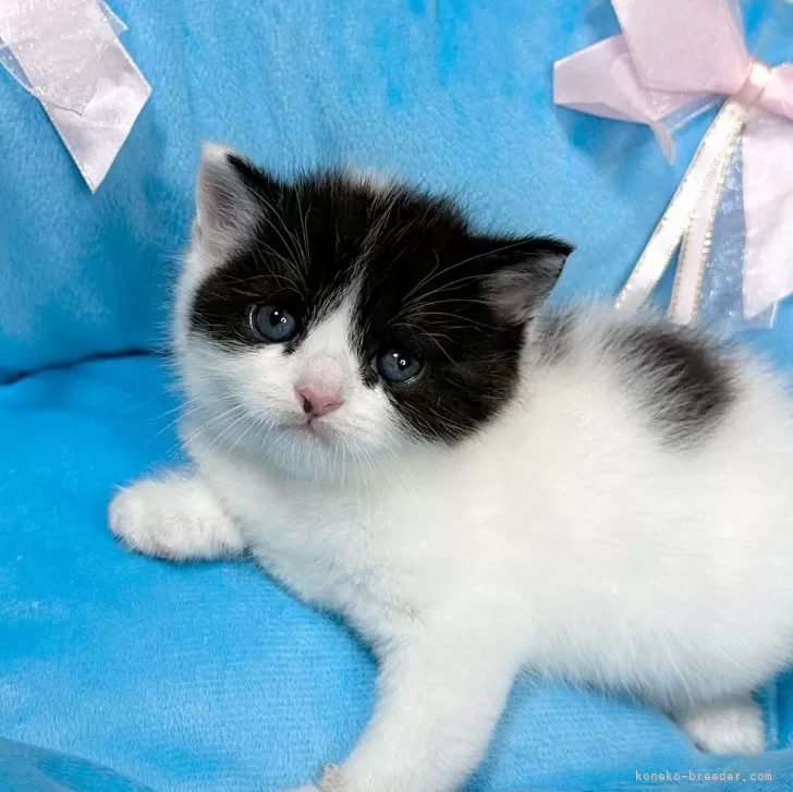 ID：2402-01434の子猫
