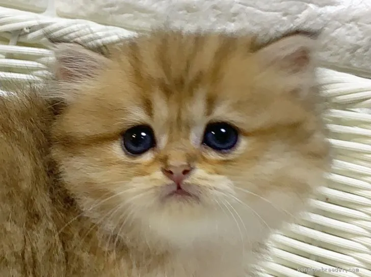リリアール 様のお迎えした子猫