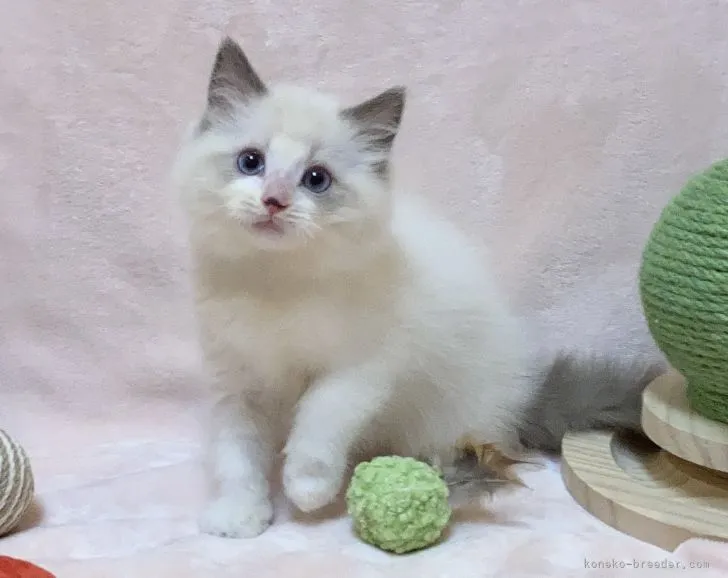 M.K 様のお迎えした子猫
