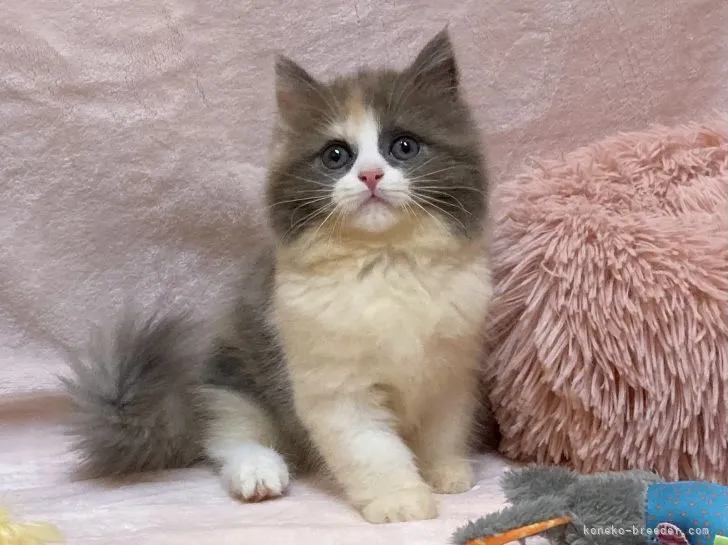 ID:2111-02123の子猫