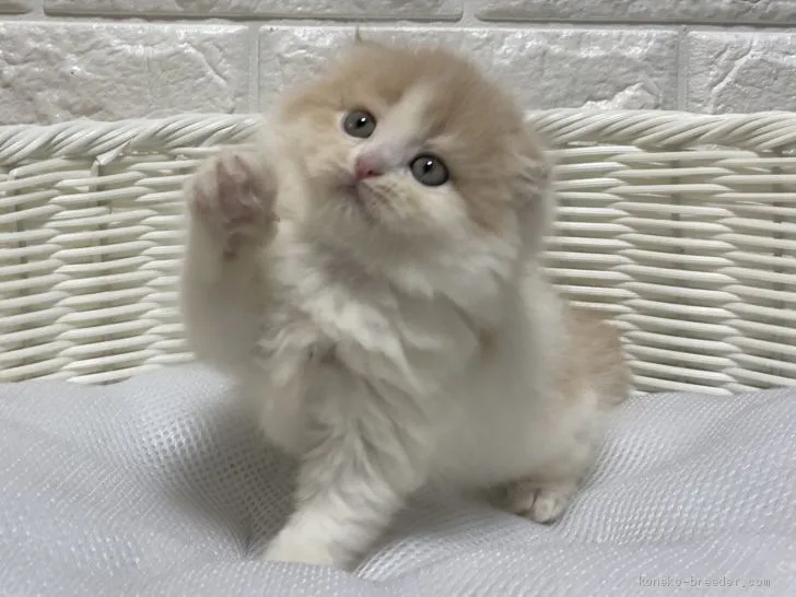 くまちゃん 様のお迎えした子猫