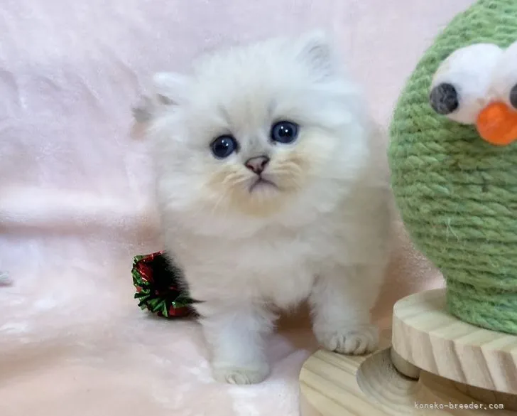 ケリー 様のお迎えした子猫