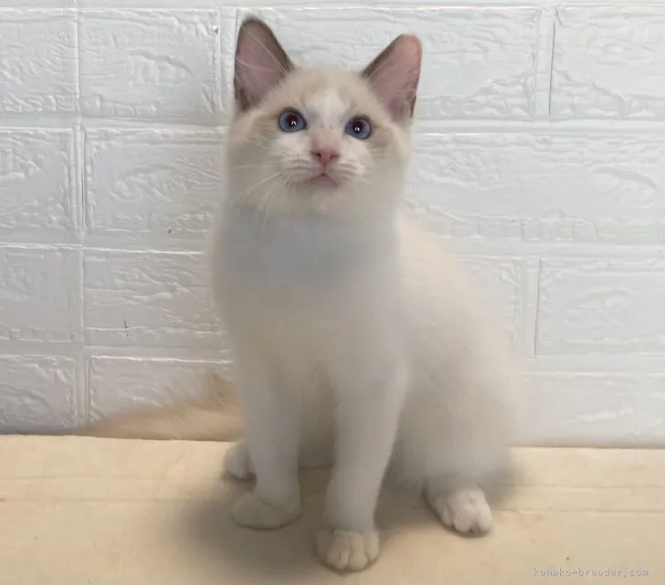 ID:2111-00339の子猫