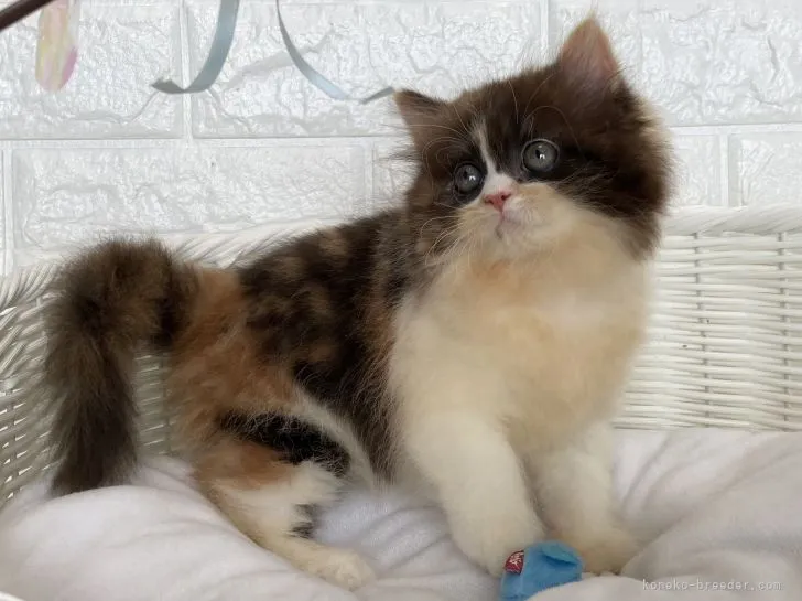 ID：2110-00343の子猫
