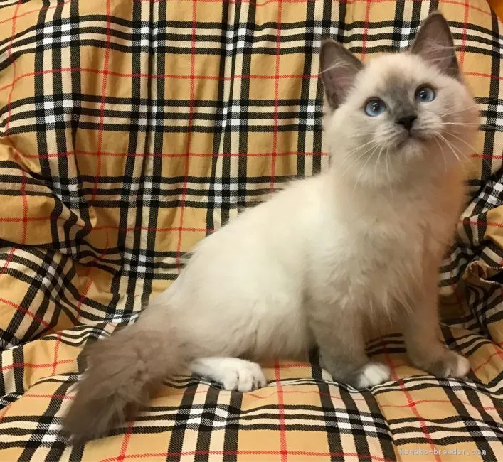 ID：2012-01382の子猫