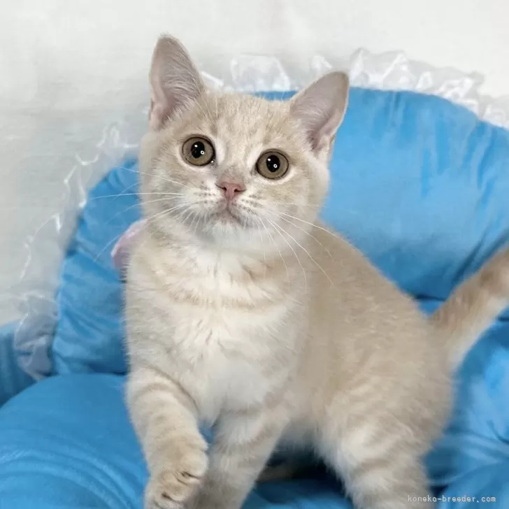 ID：2402-00469の子猫