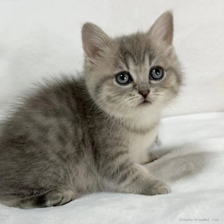 ID:2302-00115の子猫
