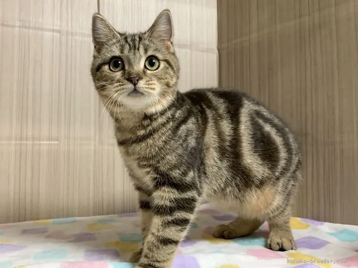 ID：2011-01450の子猫