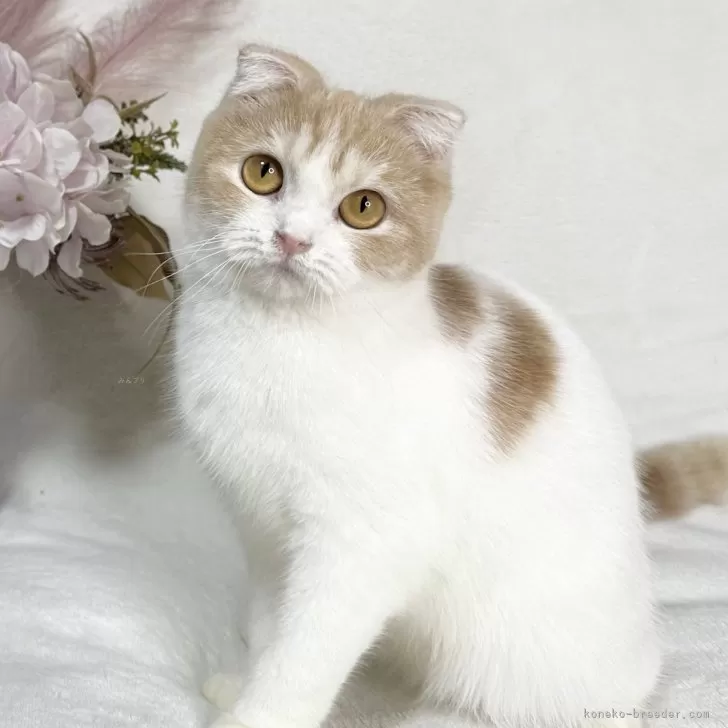 ID:2401-01989の子猫