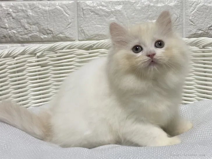 こころ 様のお迎えした子猫