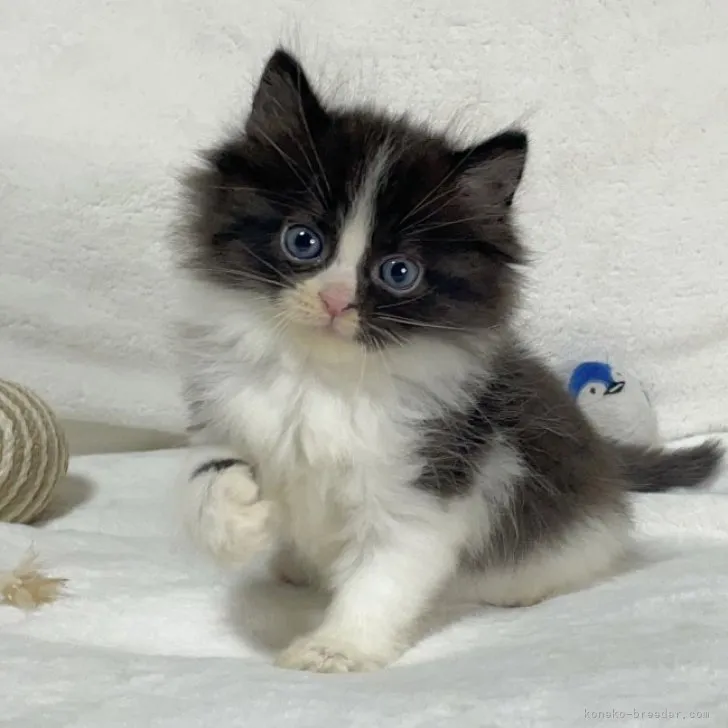 ID:2304-03339の子猫