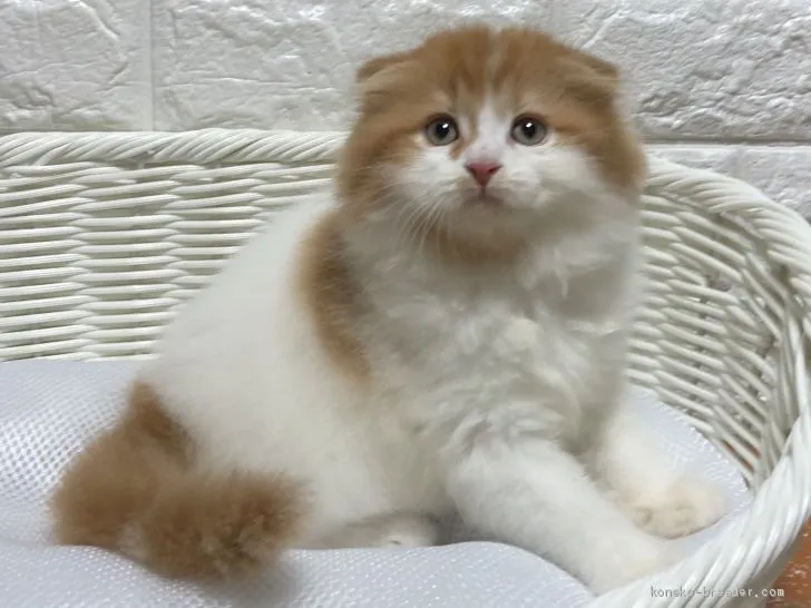 ID:2101-01578の子猫
