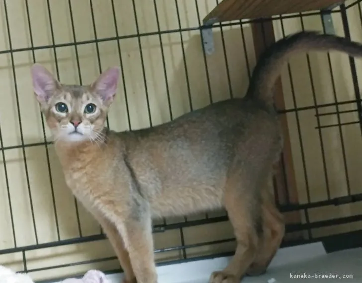 ID：2104-01969の子猫