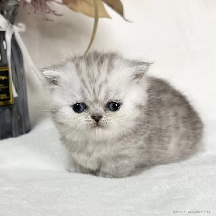 ID：2401-01438の子猫