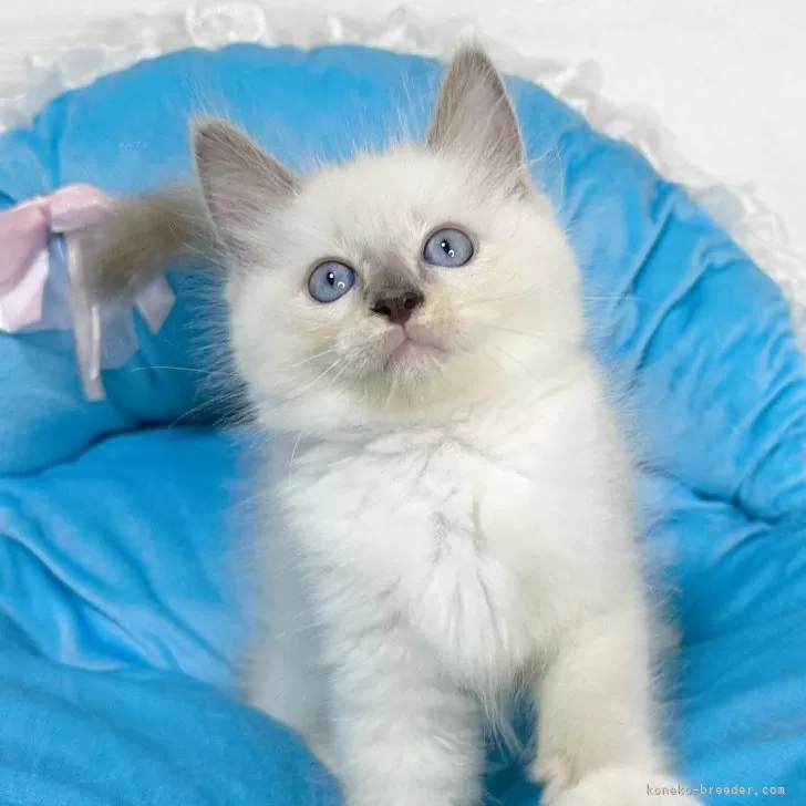 ID:2404-03470の子猫