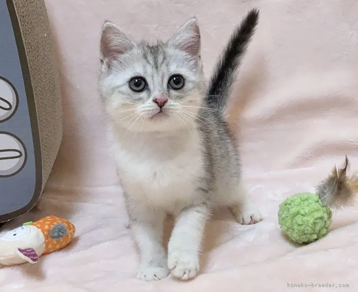 もりちゃん 様のお迎えした子猫