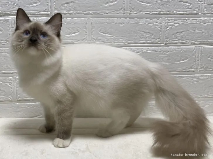 すず 様のお迎えした子猫