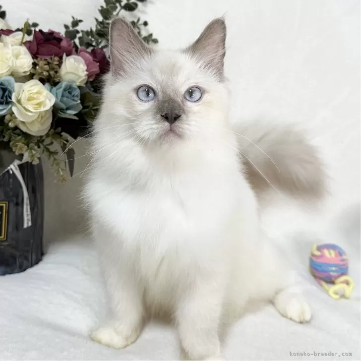 ID:2404-03471の子猫