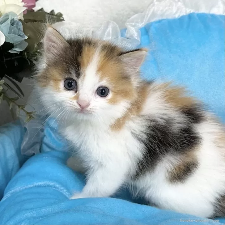 K.I 様のお迎えした子猫