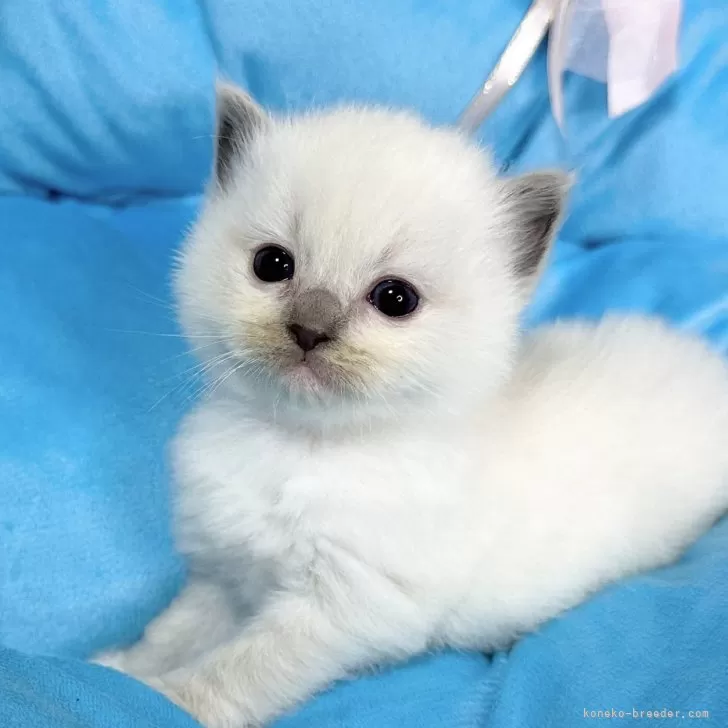 ID：2403-01436の子猫