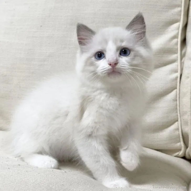 ID：2208-01943の子猫