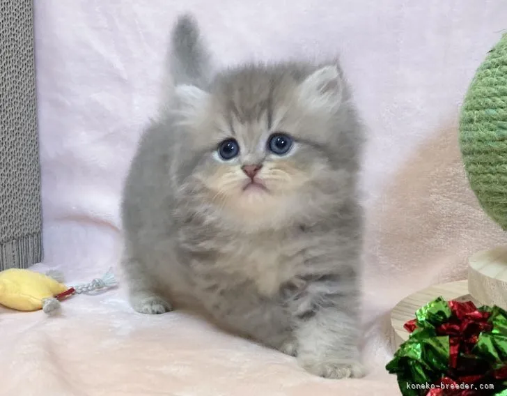 ID：2204-01508の子猫