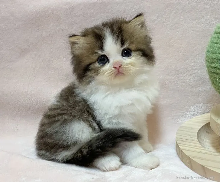 M.N 様のお迎えした子猫