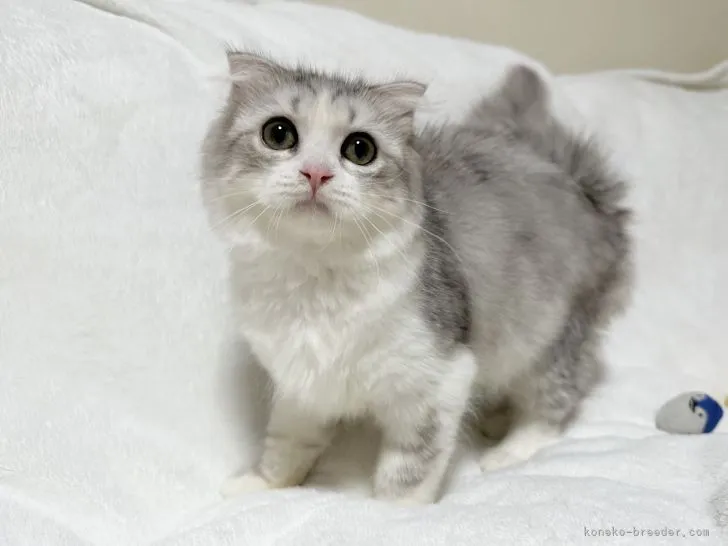ID:2208-01987の子猫