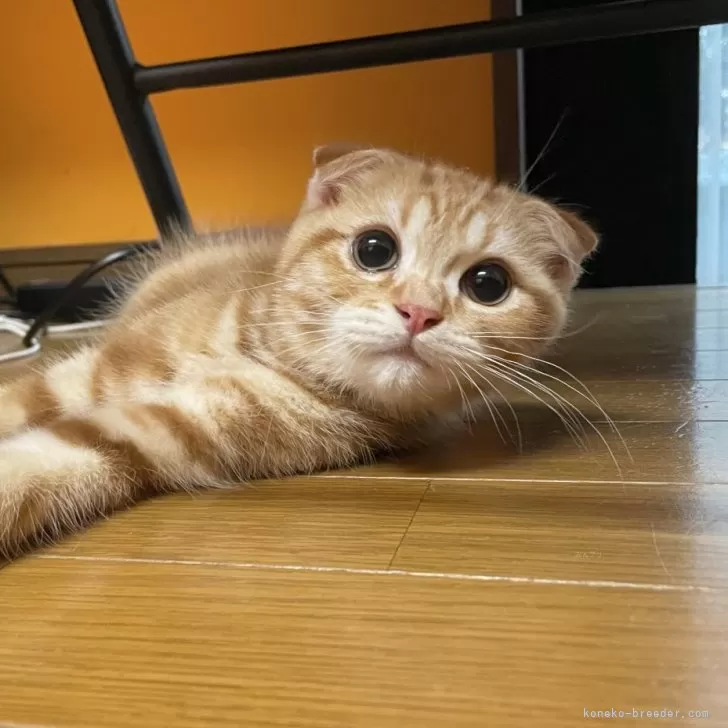 ID:2309-01589の子猫
