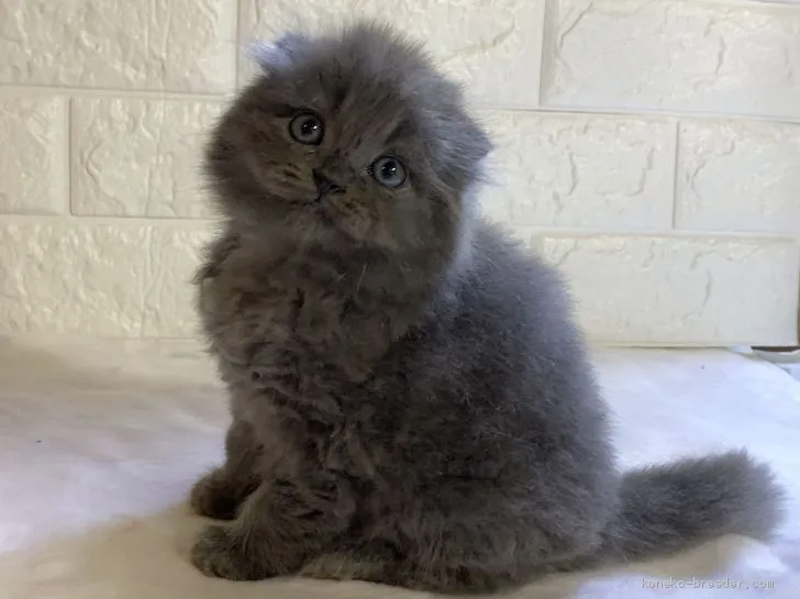 ID:2101-00254の子猫