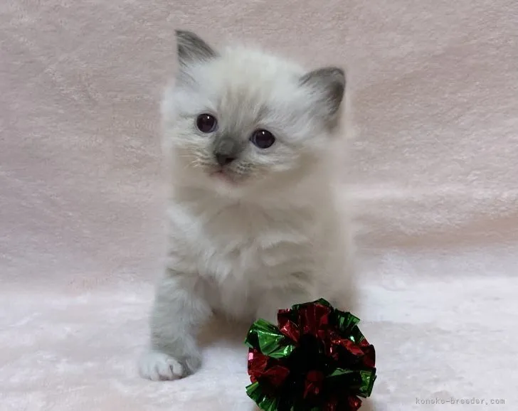 ID:2112-01645の子猫