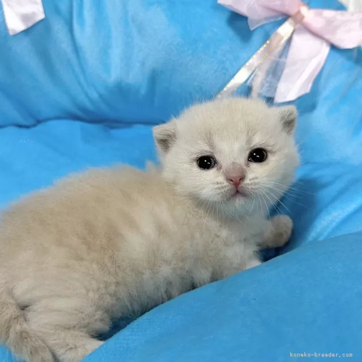 ID:2402-00468の子猫