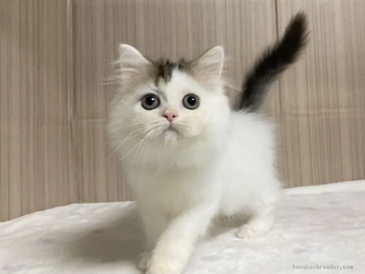 ID：2011-02040の子猫