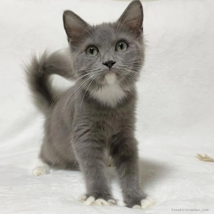 ID：2210-01985の子猫