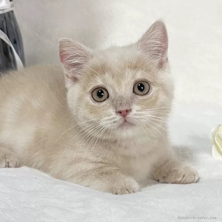 ID：2404-00097の子猫