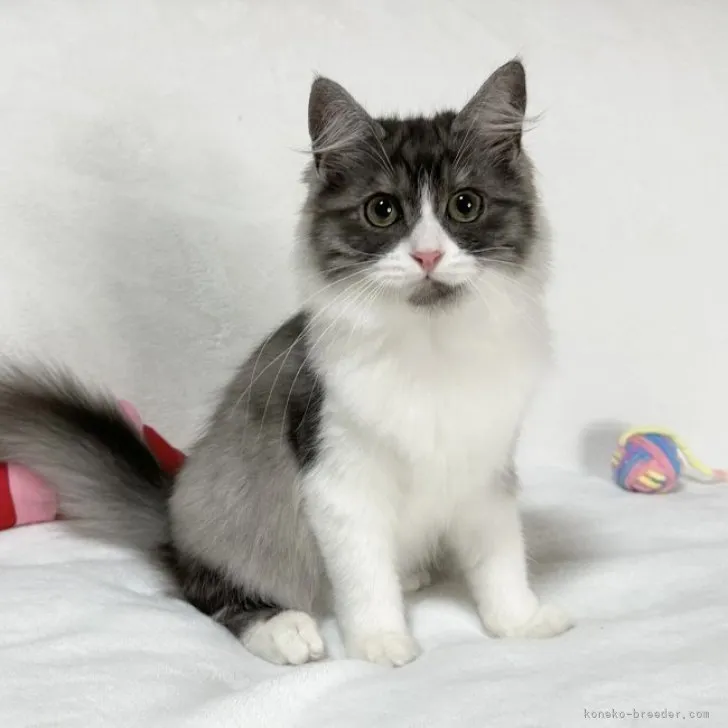 はるみ 様のお迎えした子猫