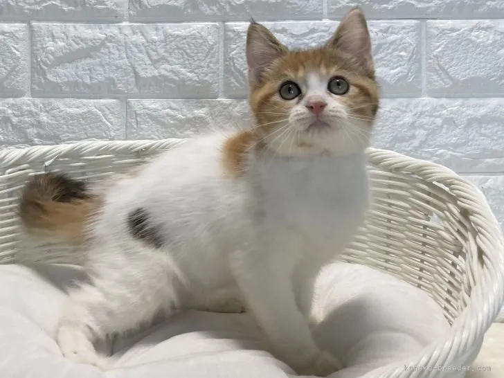 てらたか 様のお迎えした子猫