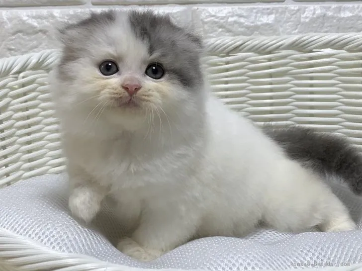 ID:2103-00544の子猫