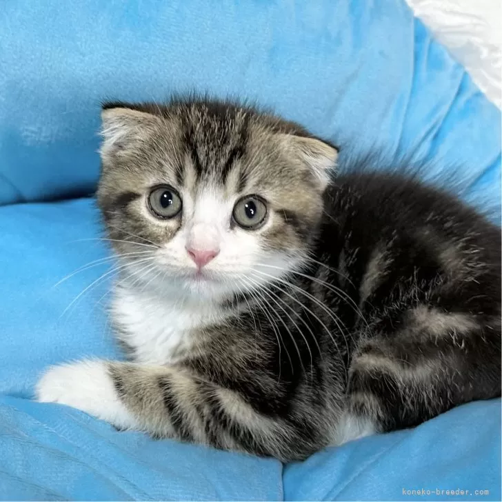 ID:2407-01877の子猫