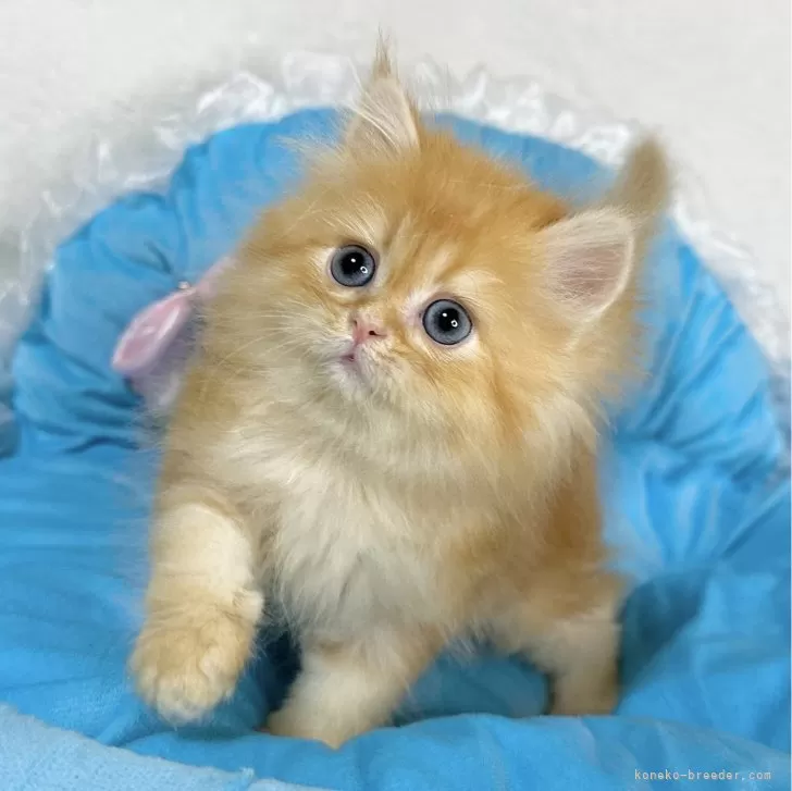 ID:2406-00724の子猫