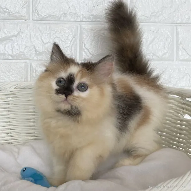 ID：2110-00342の子猫