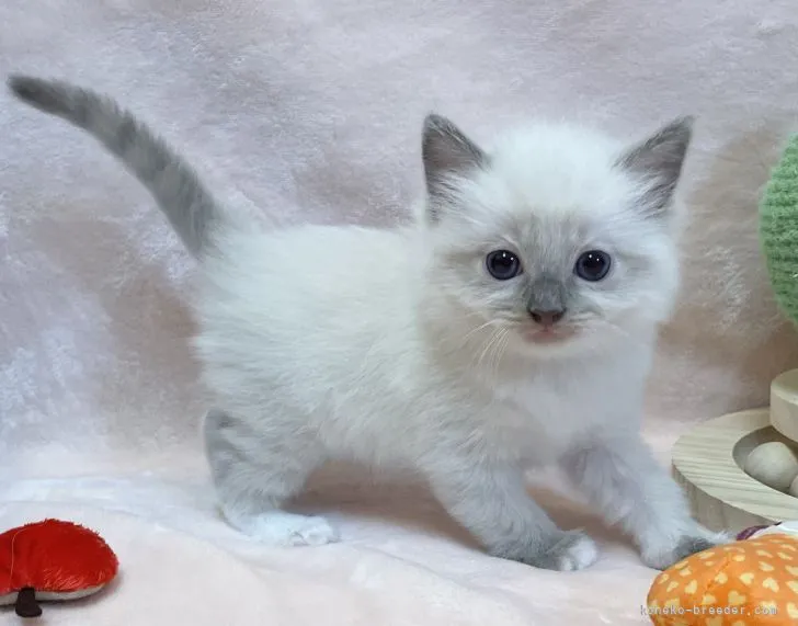 ID:2205-00495の子猫