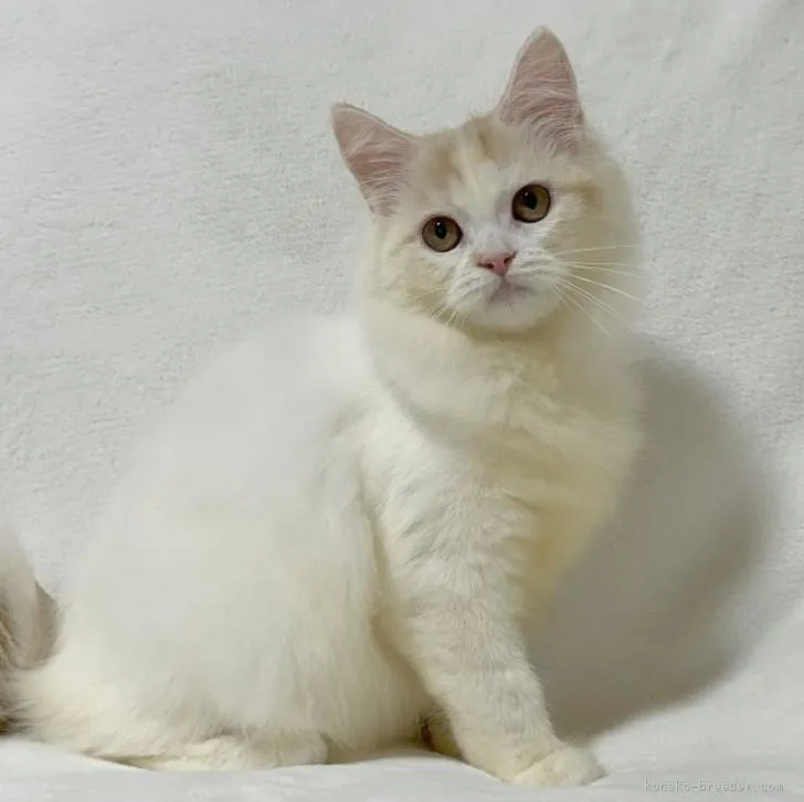 ID:2210-02477の子猫