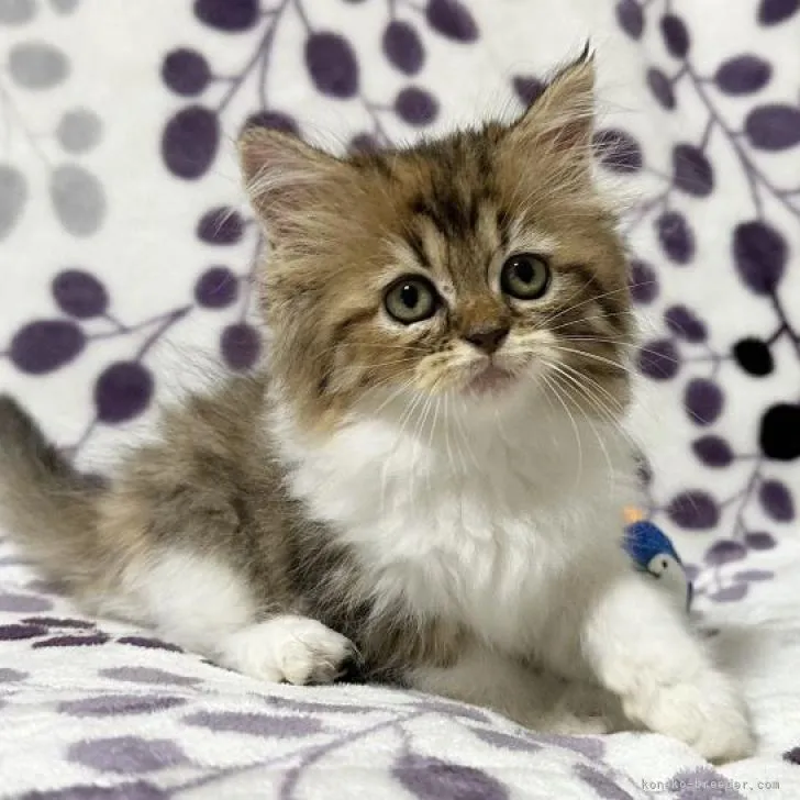 ID:2211-02788の子猫
